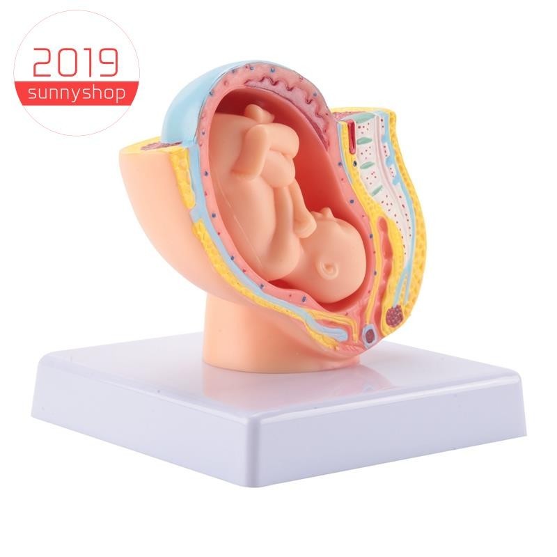 Human Pregnancy Fetal Development 9Th Month Embryonic Pelvic Model Fetus Foetus Pregnancy Anatomy of the Placenta Model