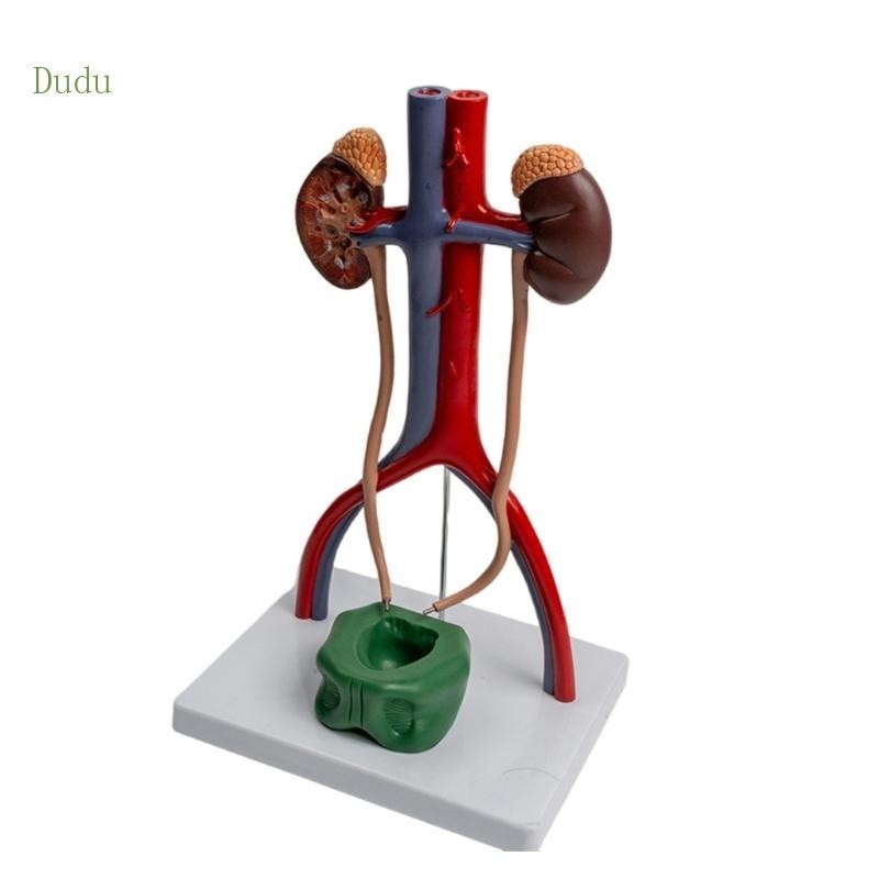 Dudu Human Body Anatomy Model Shows Kidney Bladder Ureter for Report Teaching Aids