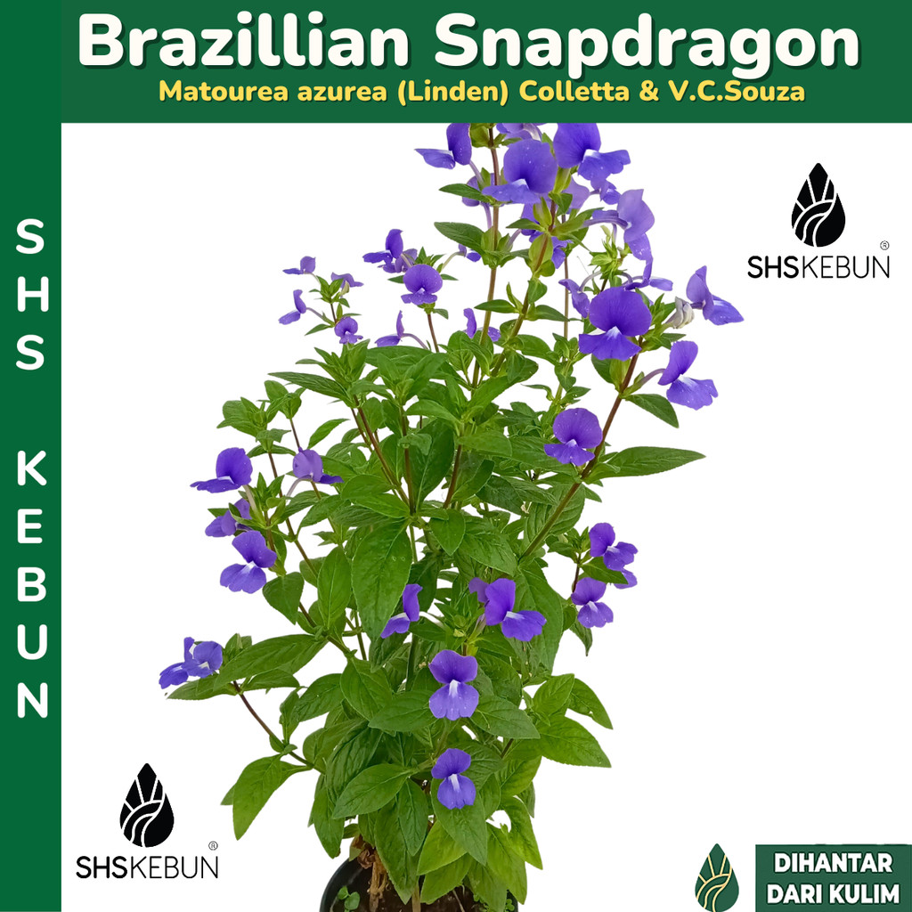 Pokok Brazil Snapdragon Pokok Bunga Purple Outdoor Plant Pokok Hidup SHS Kebun