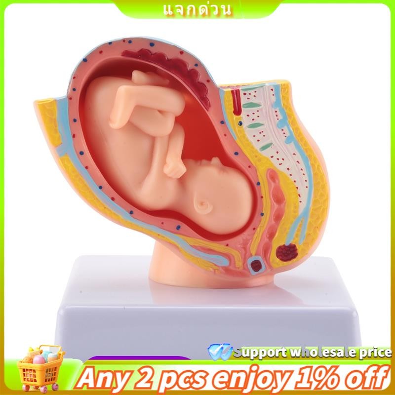 Human Pregnancy Fetal Development 9Th Month Embryonic Pelvic Model Fetus Foetus Pregnancy Anatomy of the Placenta Model