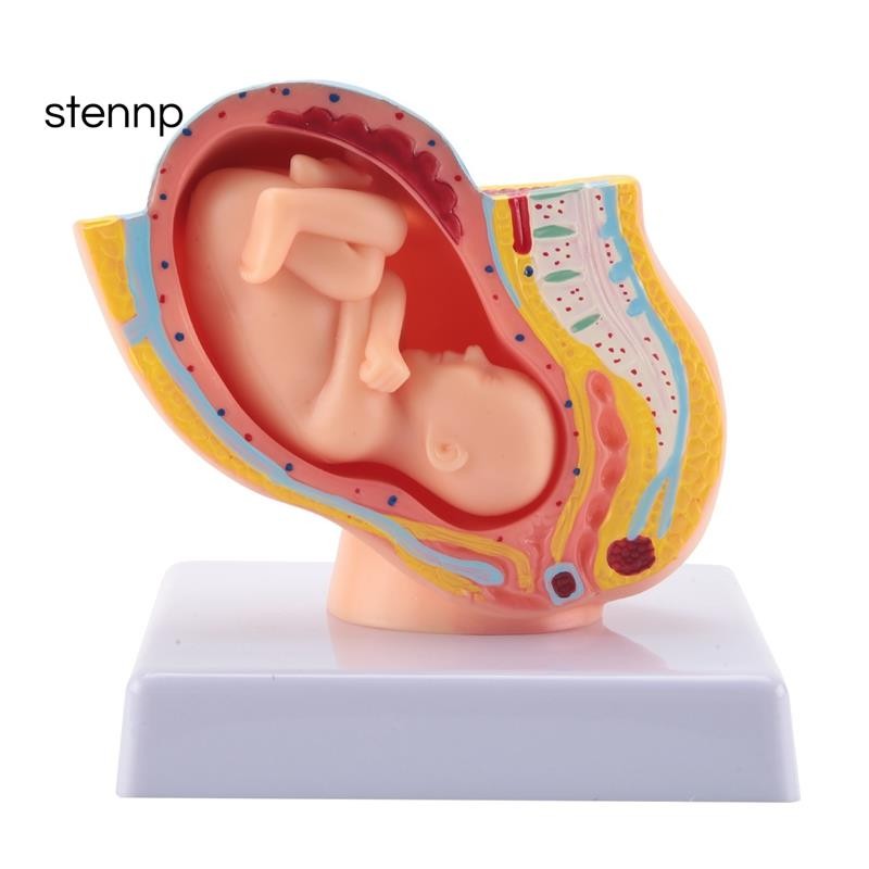 Human Pregnancy Fetal Development 9Th Month Embryonic Pelvic Model Fetus Foetus Pregnancy Anatomy of the Placenta Model