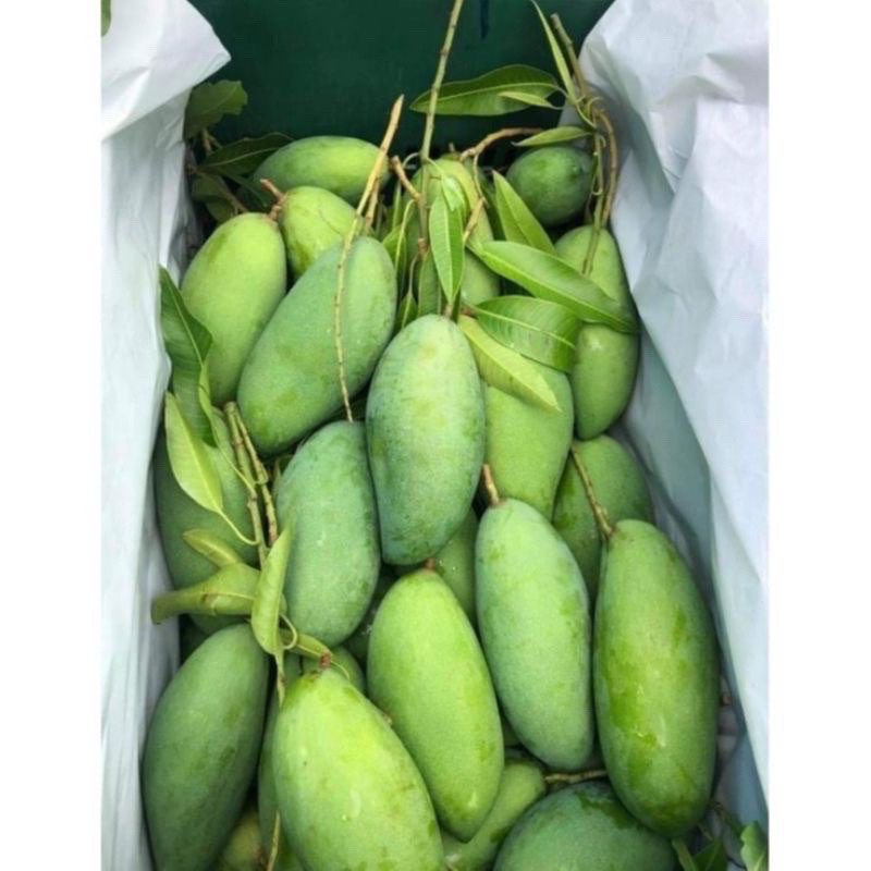 1kg MANGGA LEMAK MUDA RANGUP / MANGGA LEMAK PUTIK / PAUH ASAMBOI / Pauh Lemak Manis Rapuh dan Rangup