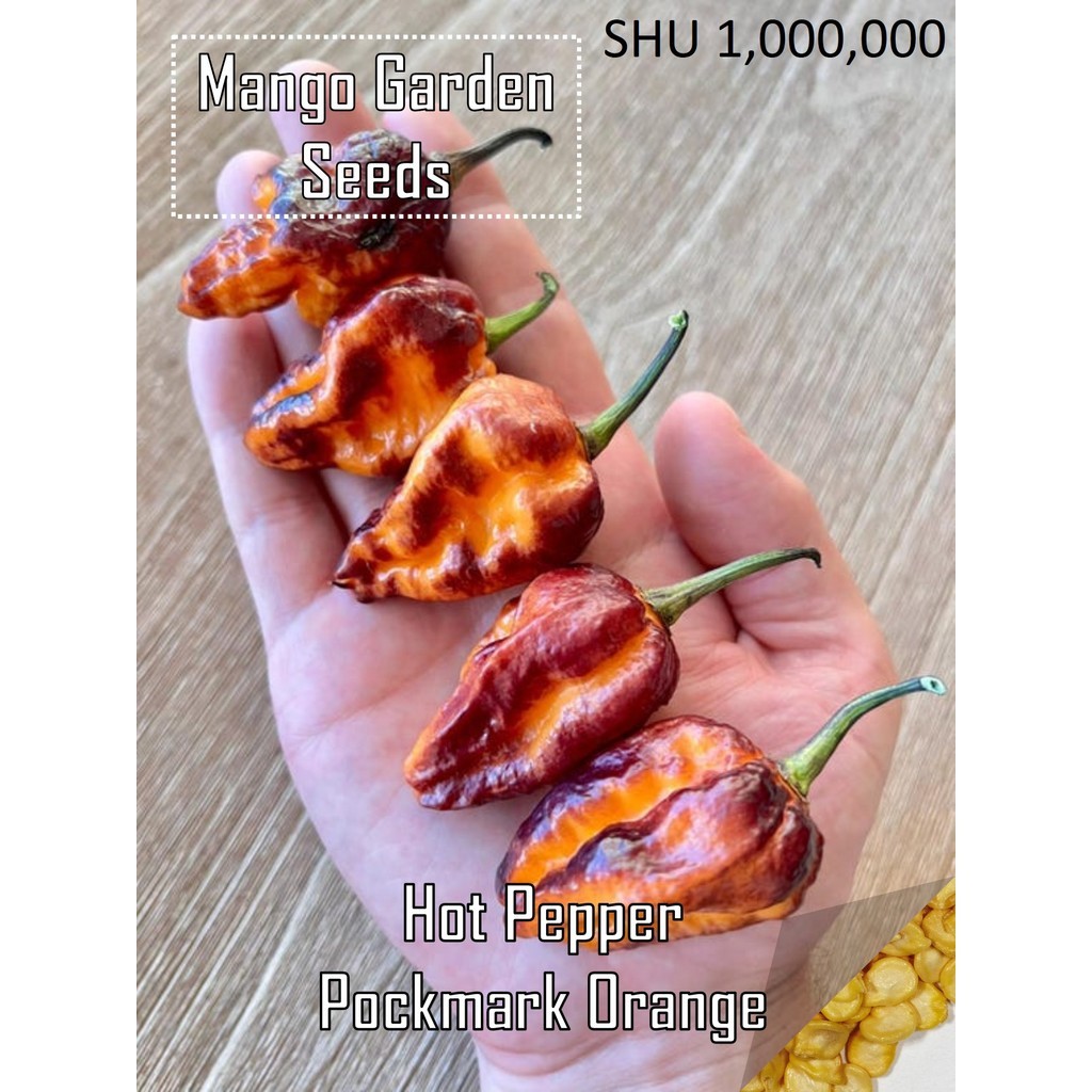 Benih Pockmark Orange Superhot Pepper - 1 Biji Sesuai Tanam Pasu SHU 1,000,000 - Mango Garden Seeds