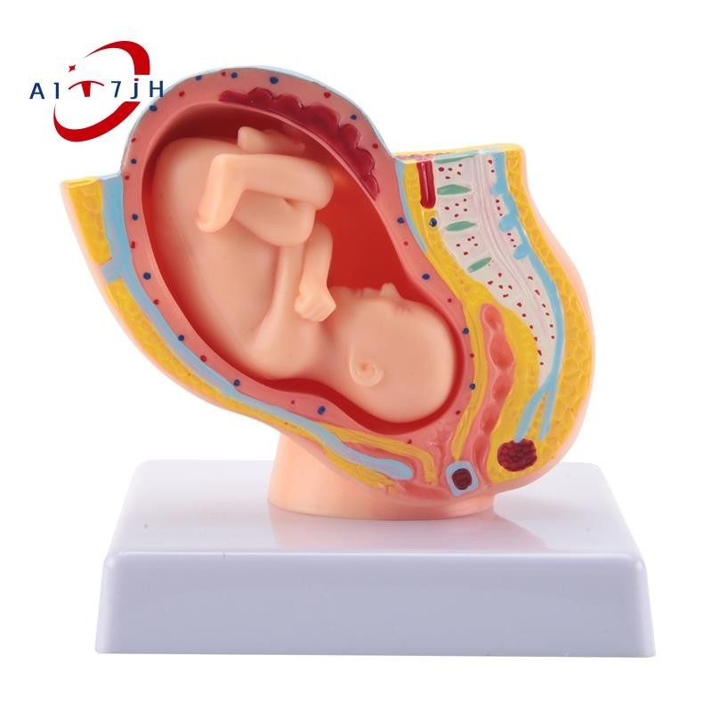 Human Pregnancy Fetal Development 9Th Month Embryonic Pelvic Model Fetus Foetus Pregnancy Anatomy of the Placenta Model