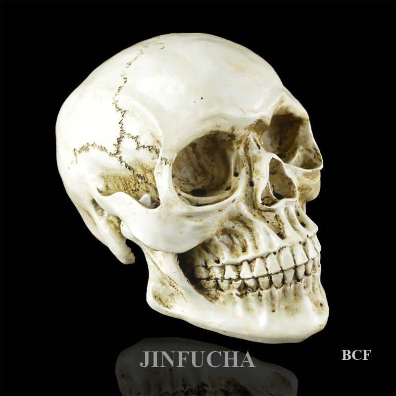 Jinfucha Human Resin Skull Medical Model Party Prop Replica Cranium Bar Decor Life Size Skeleton Halloween Skull Model Statues Sculptures Home Decorative Craft