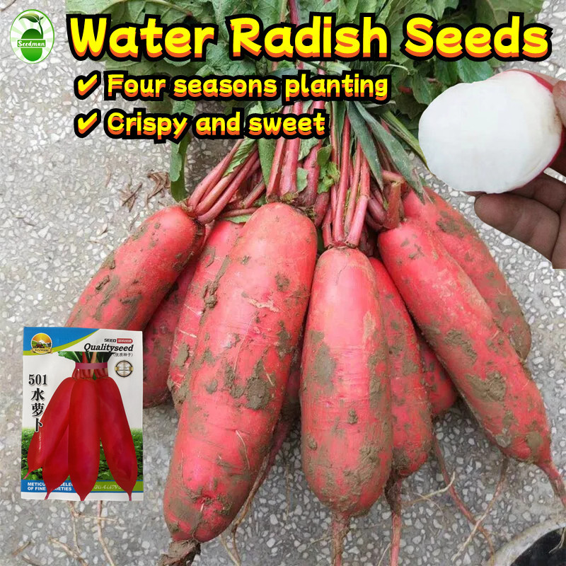 LoveSeeds] 300 Seeds Sweet Crispy Water Radish Seeds for Sale Biji Benih Lobak Merah Bi…