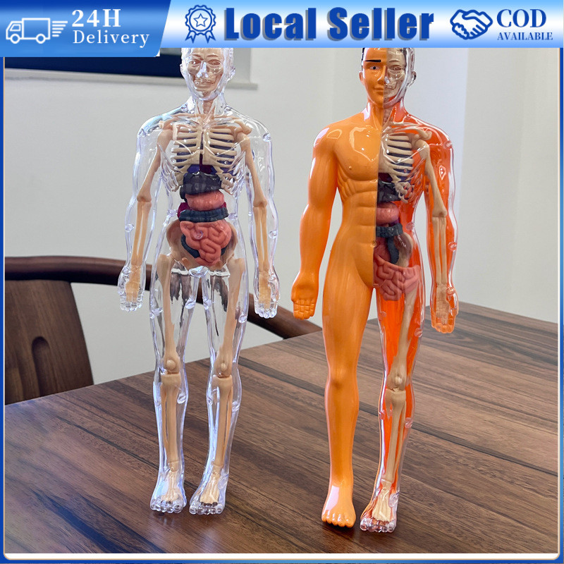 Organ Anatomy 3D Human Body Torso Model Anatomy Education Organs Model for Students Science Learning Skeleton Model人體 模型