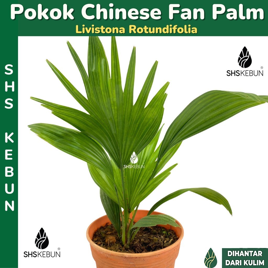 Palm Tree Livistona rotundifolia Chinese Fan Palm Indoor Outdoor Full Sun Partial Shade SHS Kebun