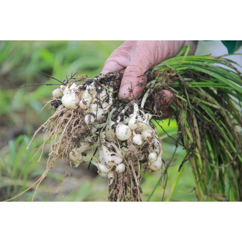 Compressed Root Seeds - Toothpick Onion varieties - Ancient type, small tubers, spicy
