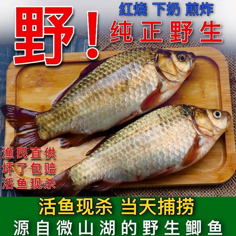 Weishan Lake Wild Aquatic Products Fresh Crucian Carp Pregnant Women Milk Stew Soup Children Elderly Calcium Supplement Freshly Killed Freshwater Fresh Fish