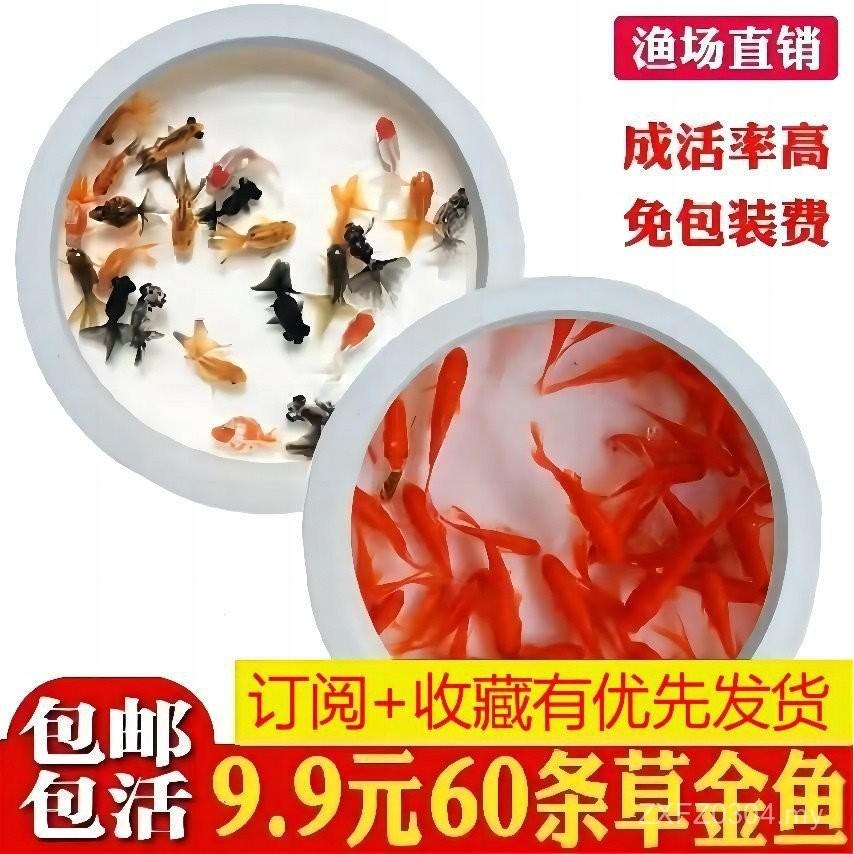 Eye Fry Little Thai Lion Live Fish Free Shipping Little Red Head Country Lion Ornamental Fish Freshwater Fish Cold Water Small Goldfish Koi Fish QOFQ