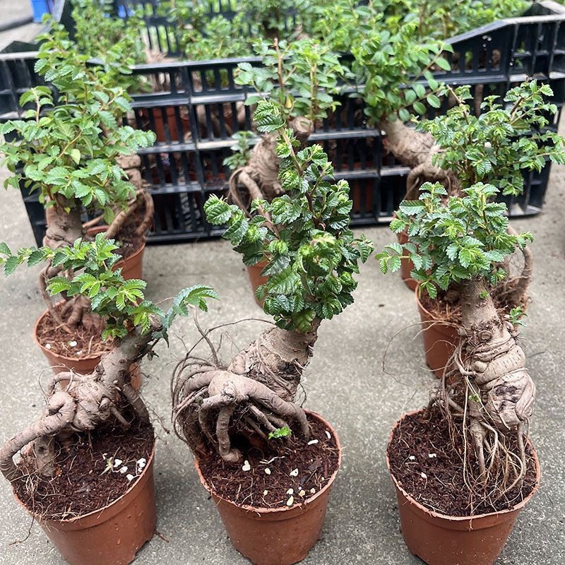 【名贵/易造型】(COD)/Pokok Elm Unta/Camel Elm骆驼榆树 小型迷你造型盆栽 老桩奇特小型绿植 怪形