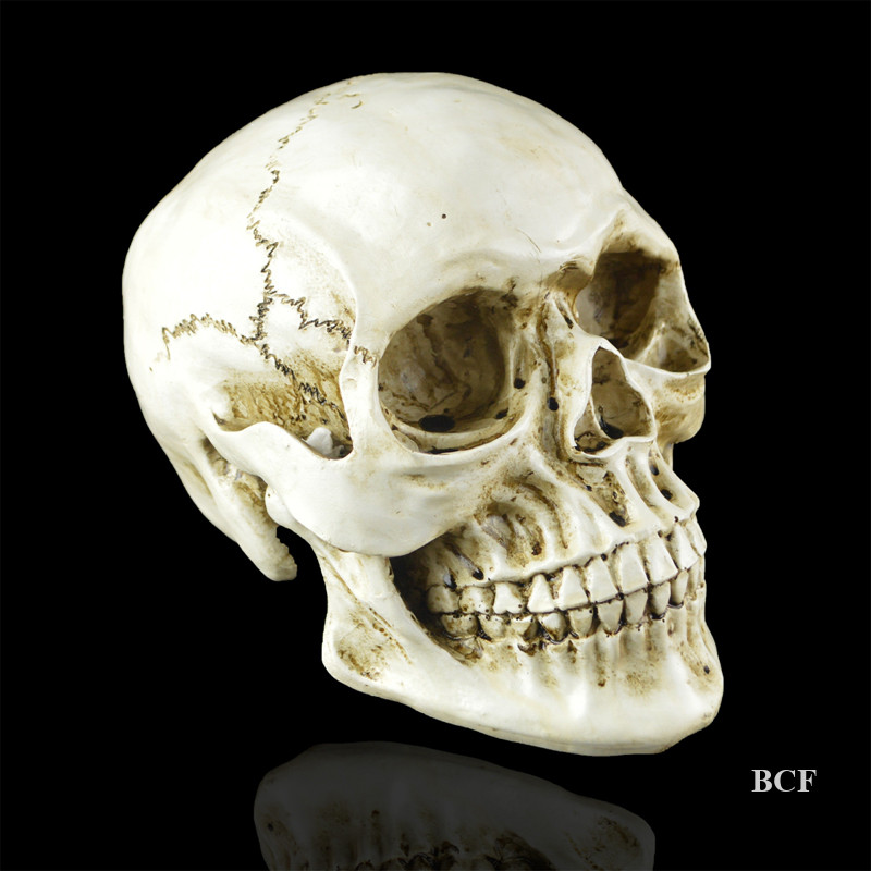 BCF Human Resin Skull Medical Model Party Prop Replica Cranium Bar Decor Life Size Skeleton Halloween Skull Model Statues Sculptures Home Decorative Craft