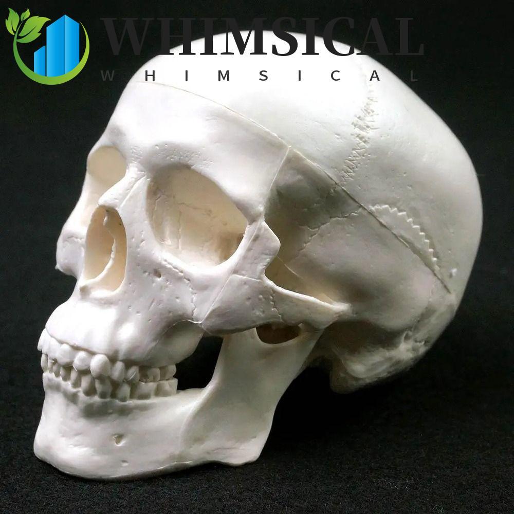 WHIMSICAL Skull Model, Removable Convenient Human Head Model, Fine Arts Mini Skull Cap Resin Anatomical Head Skull School Supplies