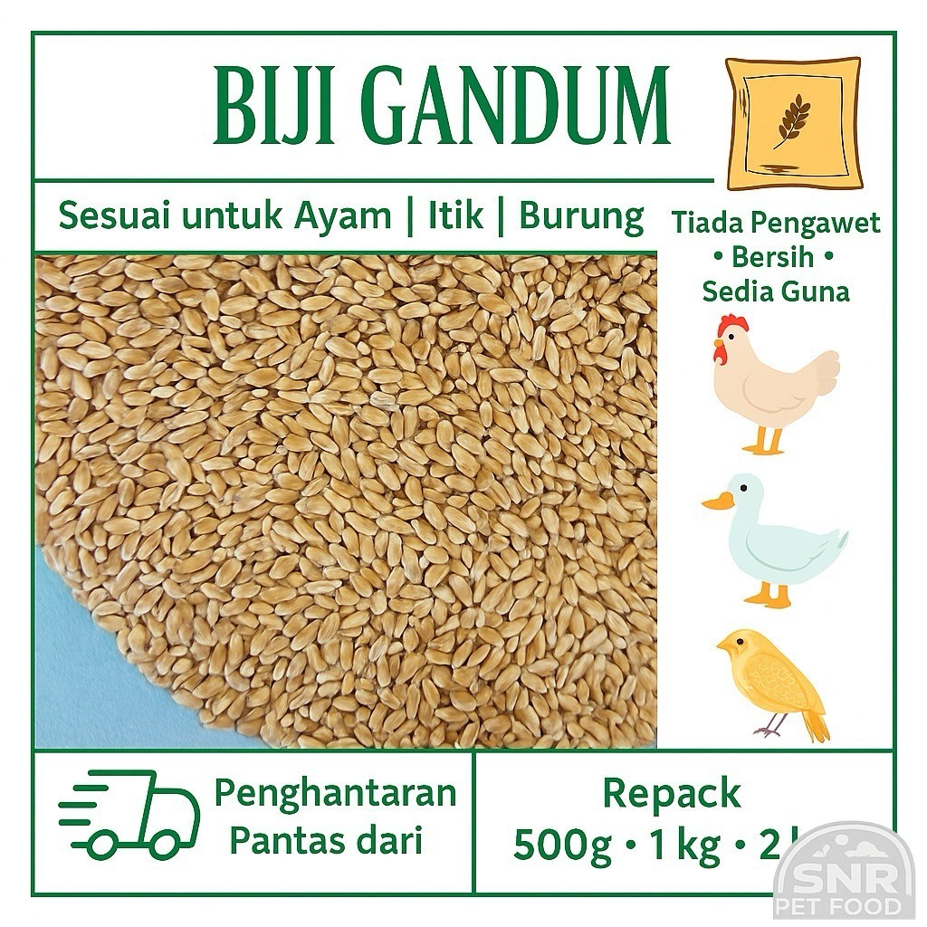 [Repack] Biji Gandum Makanan Ternakan Ayam, Burung / Wheat