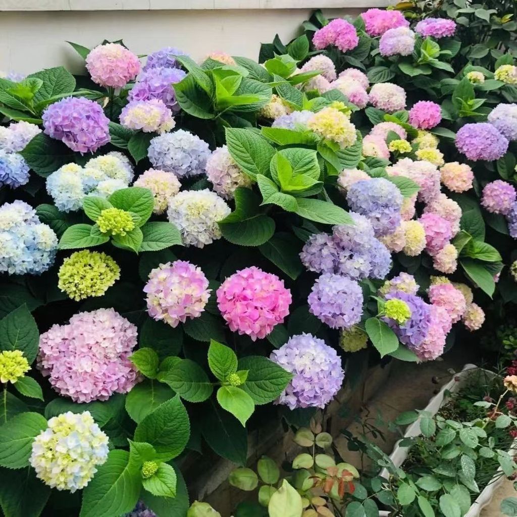 Hydrangea Seeds Hydrangea Flower Seeds Four Seasons Sowing Flowers All Year Garden Easy Living Outdoor Flower Grass Seeds