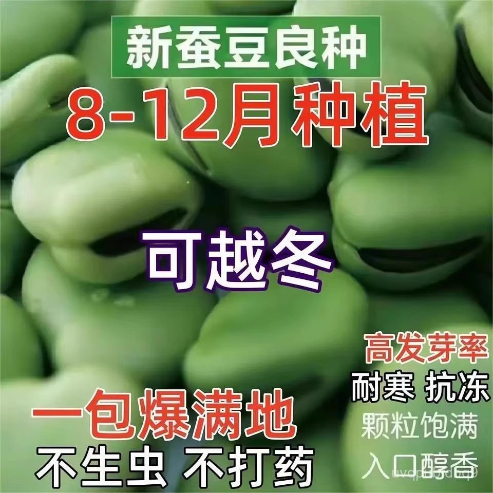 （💕💕热卖）蚕豆种子特大高产蚕豆种籽南方农家菜园大田用种秋冬季蔬菜种孑子（联系客服在下单） 78CU