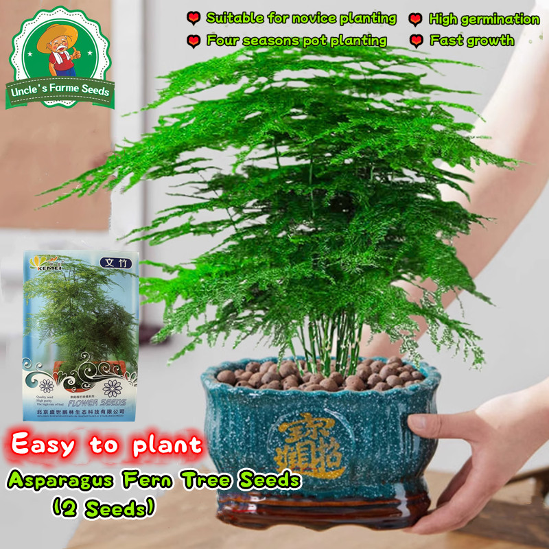2pcs/pack Asparagus Fern Tree Seeds Flower Seeds for Planting Evergreen Clouds Bamboo Live Plant Indoor Plants