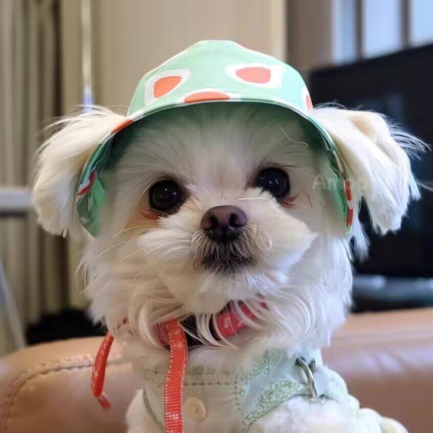 Puppy Hat yorkshire Bucket Hat short hair dog sun Hat Spring Summer Sunscreen Open Ears puppy dog Pet Hat puppy Hat yorkshire fisherman hat short hair dog sun20260419