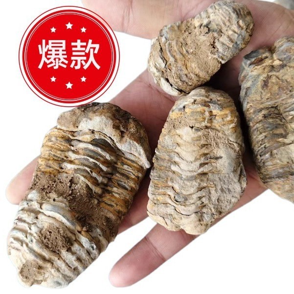 Moroccan Natural Ancient Marine Biological Fossil Trefoil Insect Specimen Ancient Biological Collection Stone Children Teaching Popular Science 12.26 YO4Y