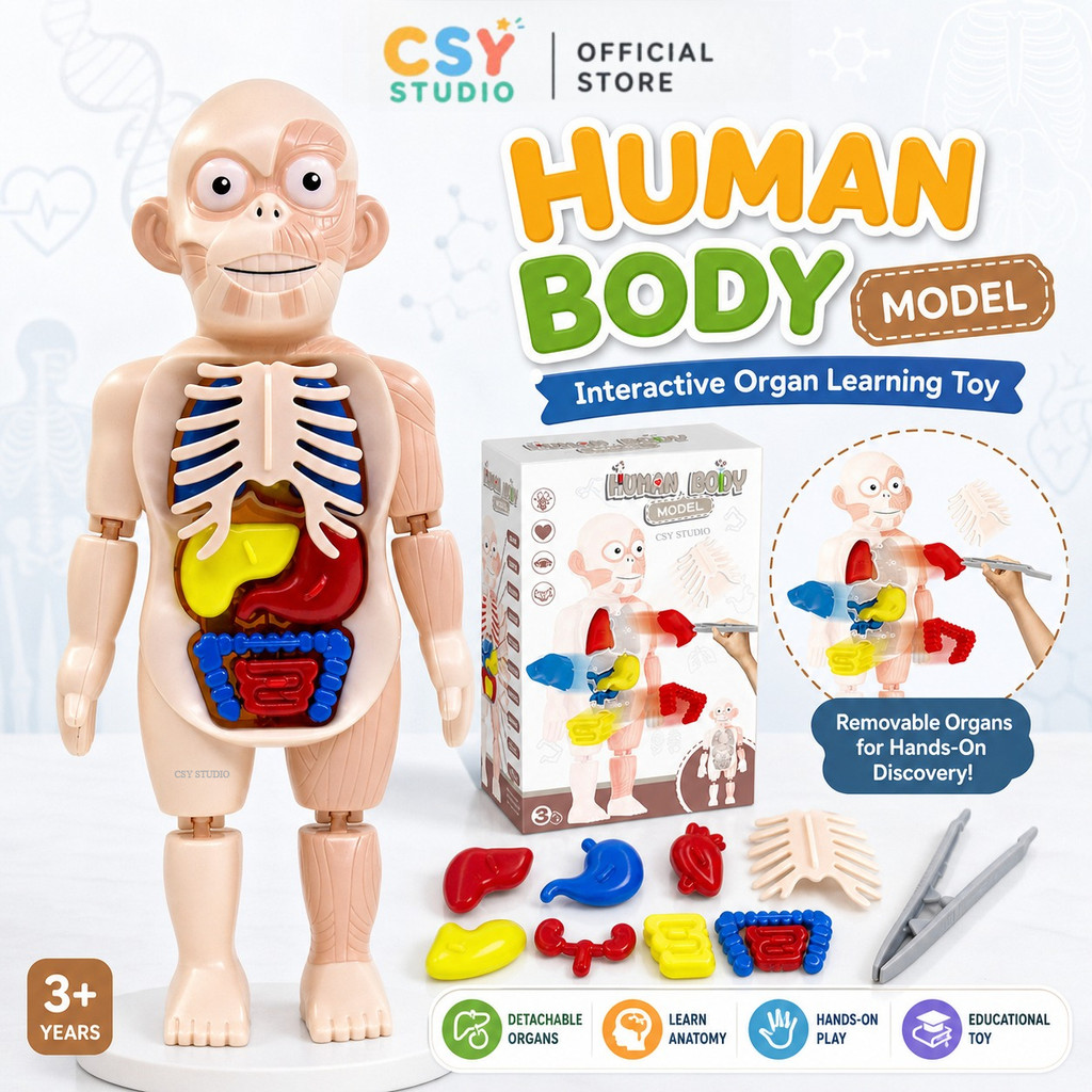 Science Human Body Model Organ Assembly Toy Skeleton Anatomy Model Manusia Mainan Sains STEM Educational Kids