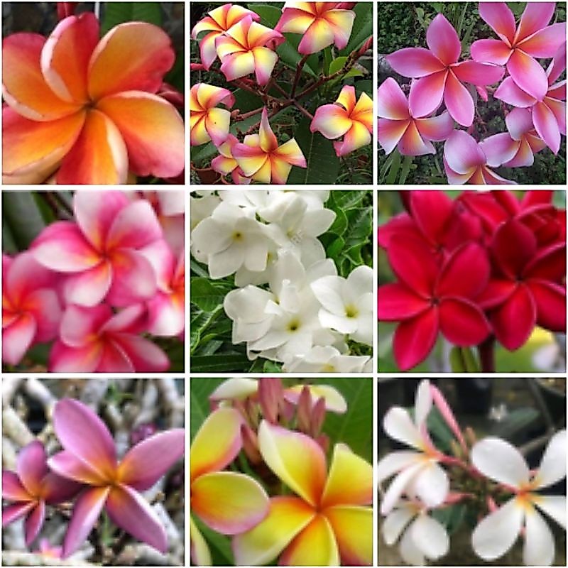 Cutting Keratan Pokok Bunga Frangipani Plumeria Pudica Pink Bridal Bouquet kemboja rubra lemon penang peach maung sagium
