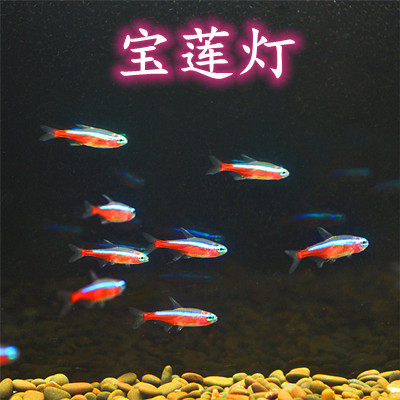 Ikan Cahaya Merah dan Hijau, Cahaya Teratai, Ikan Hidup, Ikan Cahaya Kecil, Ikan Permulaan, Ikan Tropika, Ikan Hiasan, Ikan Sekolah, Ikan Akuarium, Ada Stok