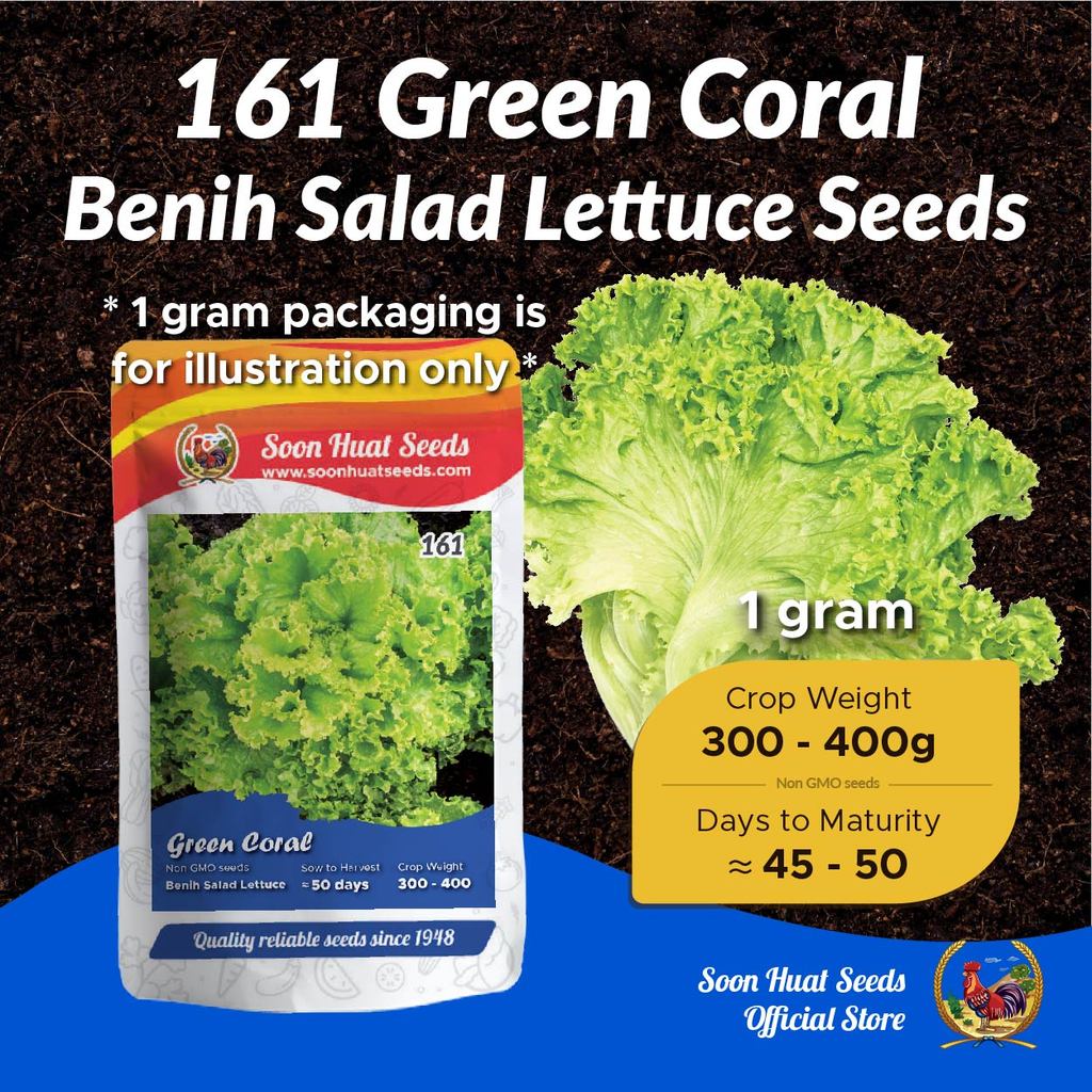 [1g] 161 Benih Salad Green Coral Lettuce Soon Huat Seeds