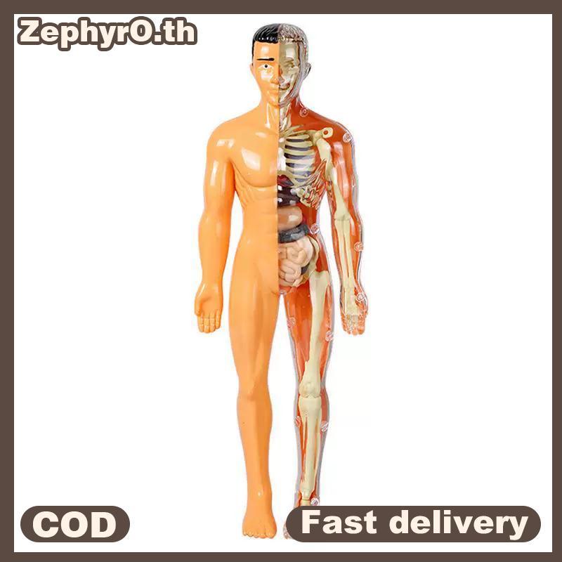 null 3D Human Skeleton Organ Anatomy Scientific Model Kit Kids Body Education Models Removable Simulation DIY Organ Assembly Model null