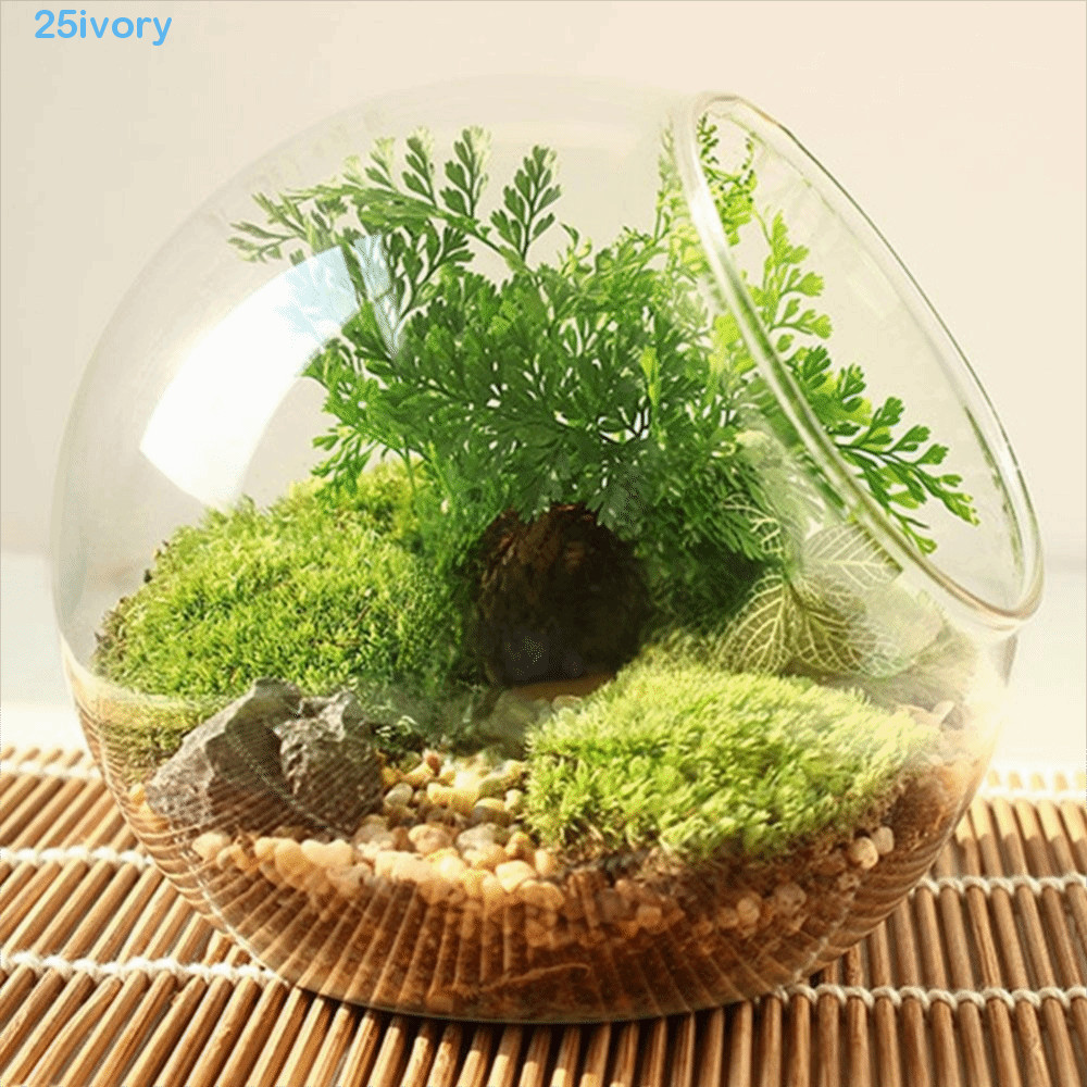 IVORY Clear Glass Ball Vase, Clear Borosilicate Glass Borosilicate Glass Vase, Flower Pot 8/10/12/16cm Oblique Transparent Succulents Plant Container Moss