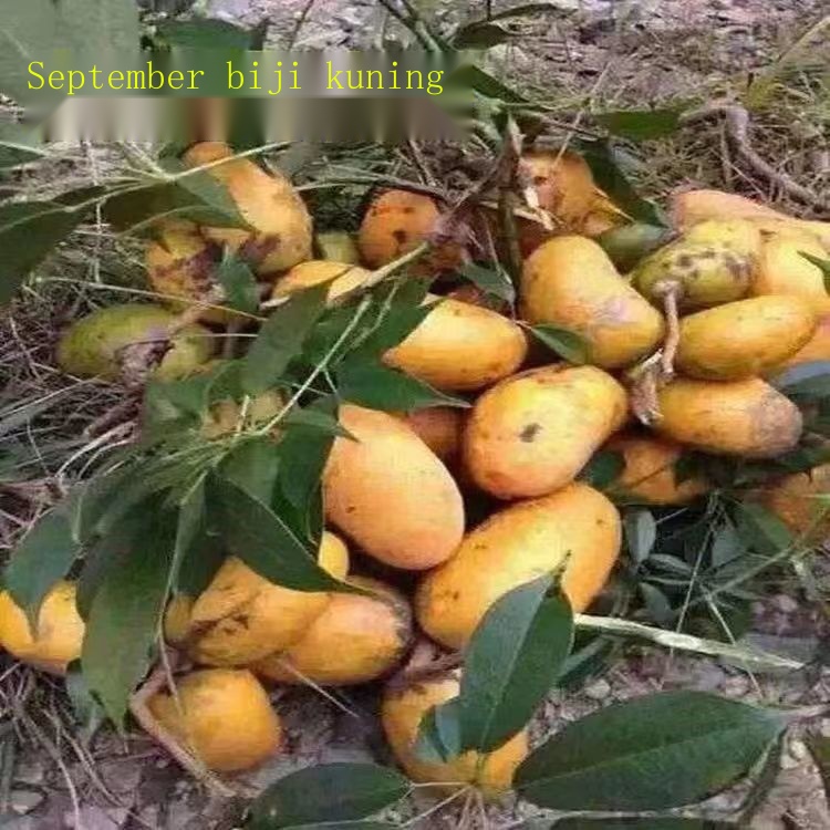 Benih Tembikai Ogos Liar, Benih Kuning September, Benih Baru Tahun Ini, Tumbuhan Memanjat Taman, Benih Buah-buahan yang