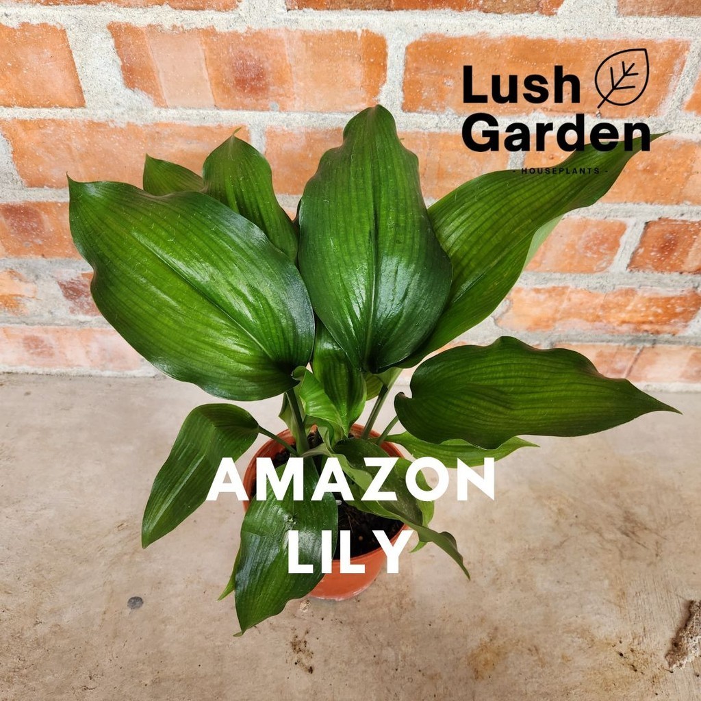 Amazon Lily / Eucharis Grandiflora 亚马逊百合 150mm Pot Indoor Live Plant Pokok Hiasan [Lush Garden]