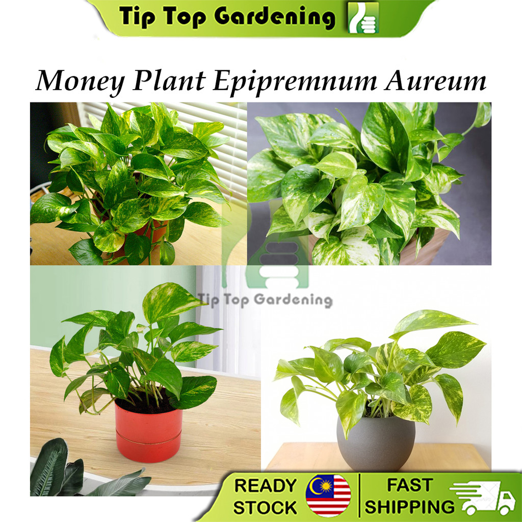 Real Live Plant Indoor Money Plant Epipremnum Aureum Pokok Hidup 绿萝 万年青