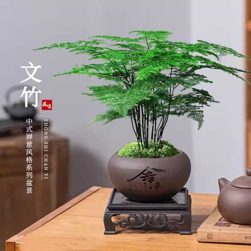 Manzhu Potted Indoor Flower Plant Bonsai Living Room Office Desktop Small Green Plant Good Raising Cloud Bamboo Four Seasons Evergreen