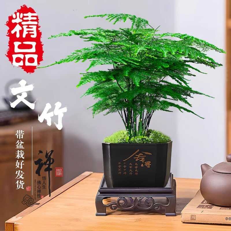 Manzhu Potted Plants Indoor Flower Bonsai Living Room Office Desktop Small Green Plants Good Raising Cloud Bamboo Four Seasons Evergreen