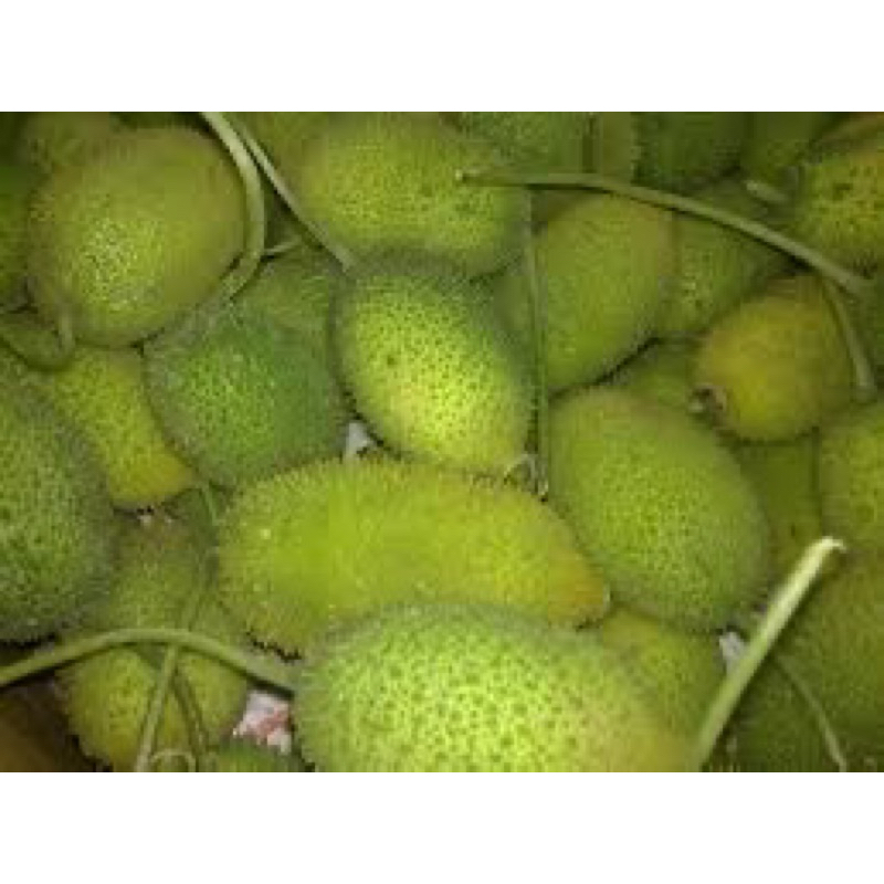 3 biji peria bangla Peria Ekor Tikus Peria bulu