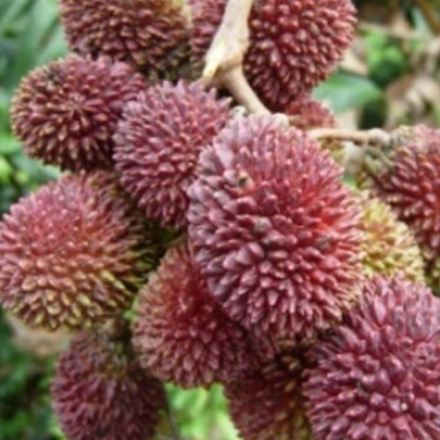 Anak POKOK PULASAN pokok tut senang jaga bajakan utk berbuah awal