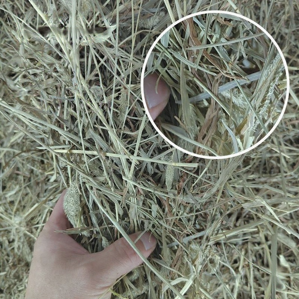 Timothy Hay, Chaff 2nd Cut Rabbit Food Hay Bunny Makanan Arnab Guinea Pig Rumput Kering 兔子食物 提摩西草