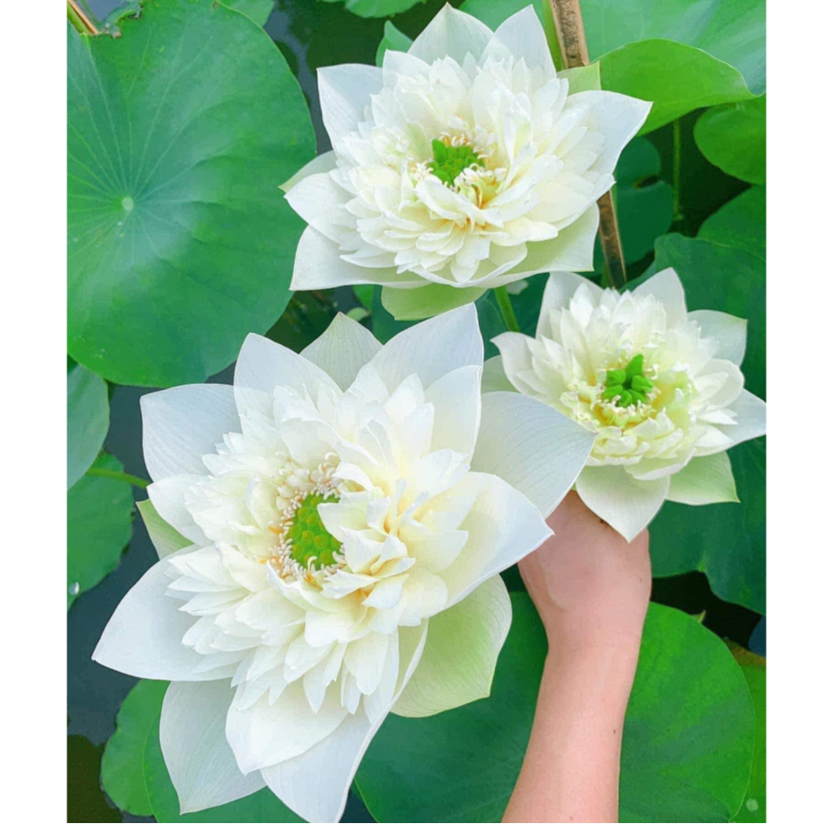 Green Cloud Lotus - bulbs - F1 seeds