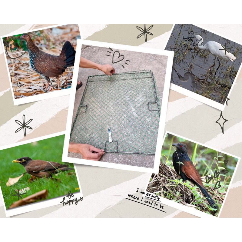 TRAP CAGE (specialized product for chickens, storks, convolvulus, hoes...)