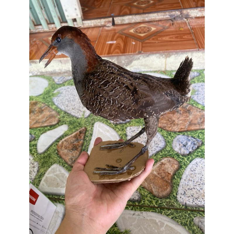 Fake paratrooper pumps glue, waterproof goods