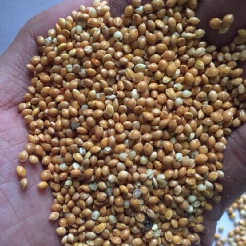 Glutinous millet seeds in shell 500G