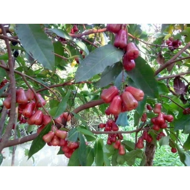 Pot of peaceful plum tree