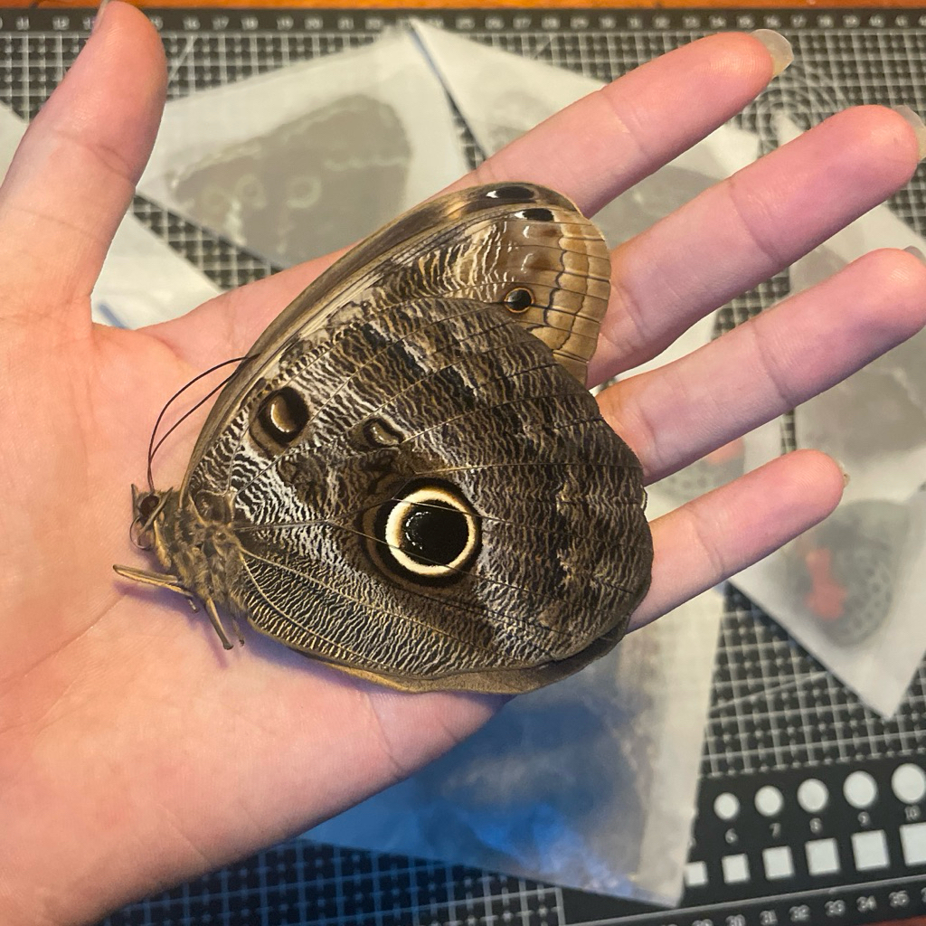 Owl butterfly specimen - Caligo teucer - Rough butterfly specimen